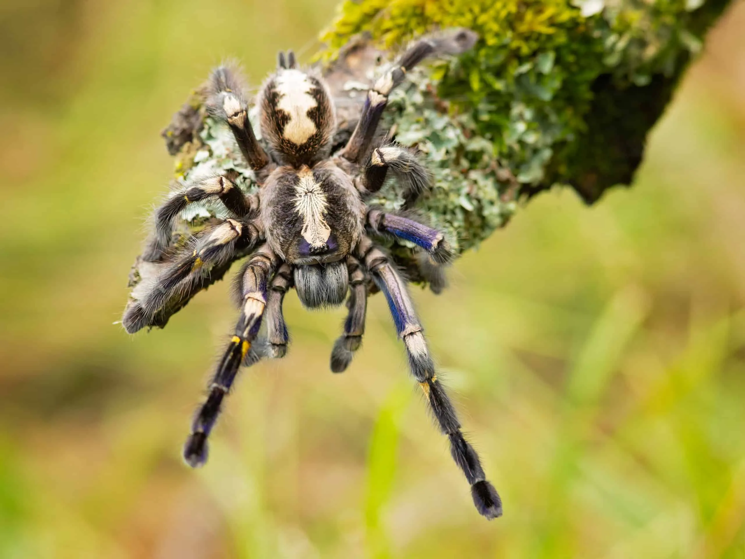 /img/18945-gooty-sapphire-tarantula-how-to-help.webp