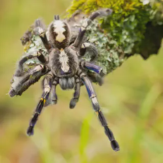 /img/18945-gooty-sapphire-tarantula-how-to-help.webp