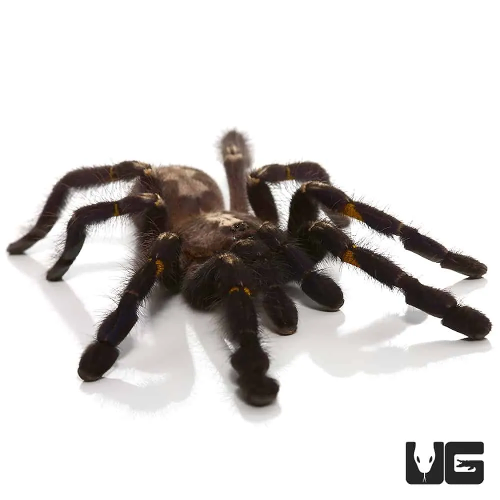 18945 gooty sapphire tarantula pet trade