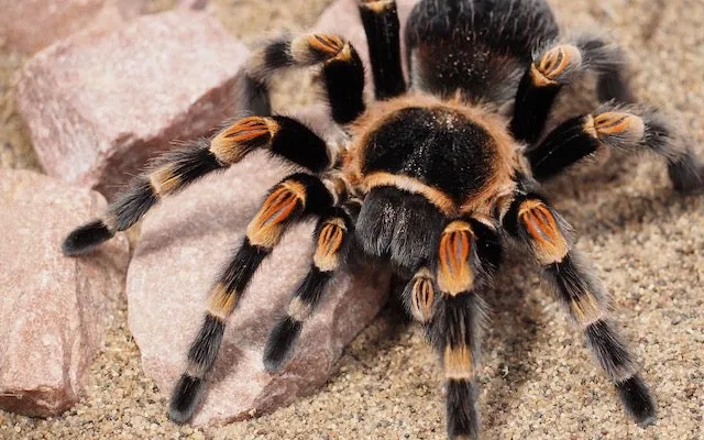 /img/18946-healthy-tarantula.webp