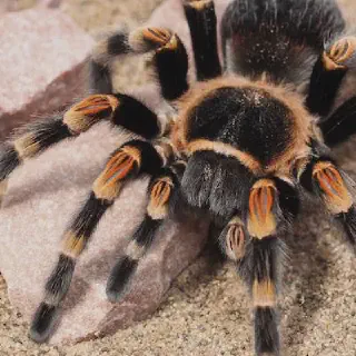 /img/18946-healthy-tarantula.webp