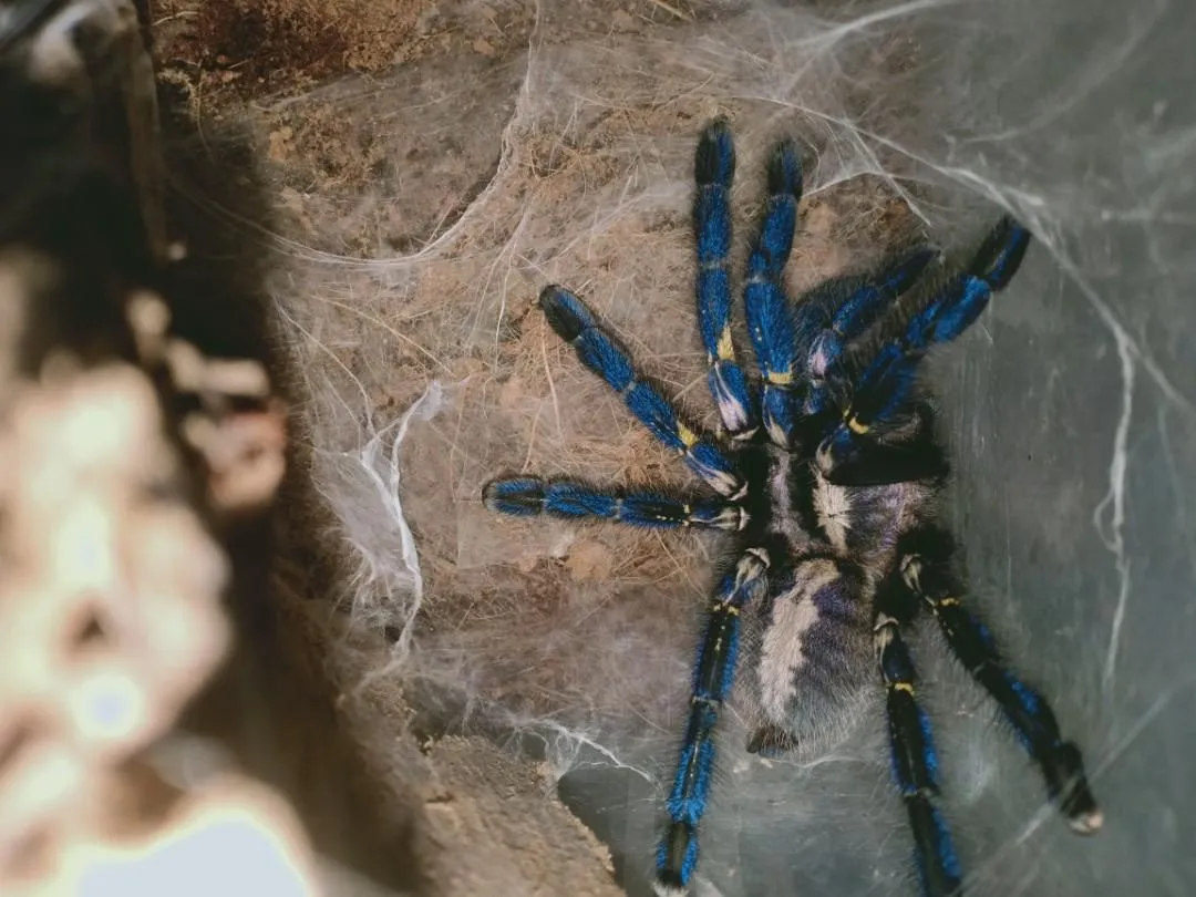 18946 new world tarantula