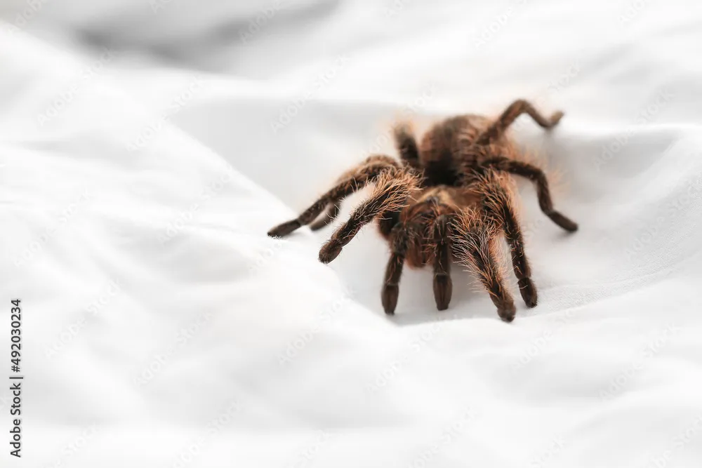 18948 tarantula dream image1