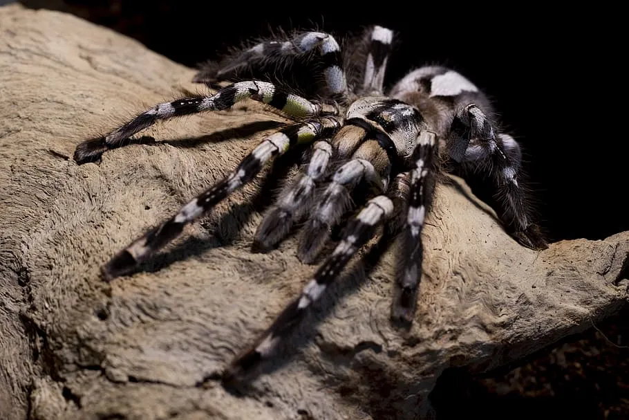 18948 tarantula dream image2