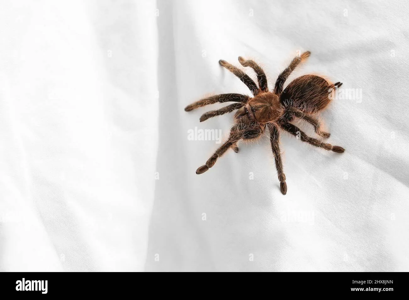 18948 tarantula dream image3