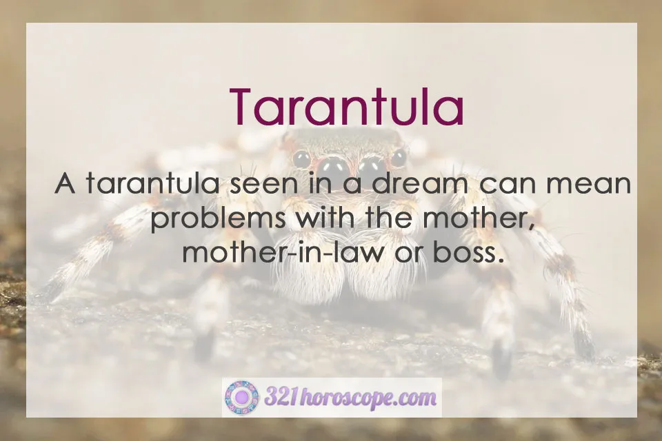 18948 tarantula dream image5