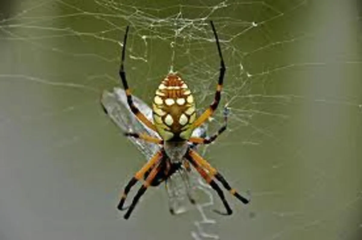 /img/18948-tarantula-dream-image7.webp