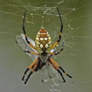 /img/18948-tarantula-dream-image7.webp