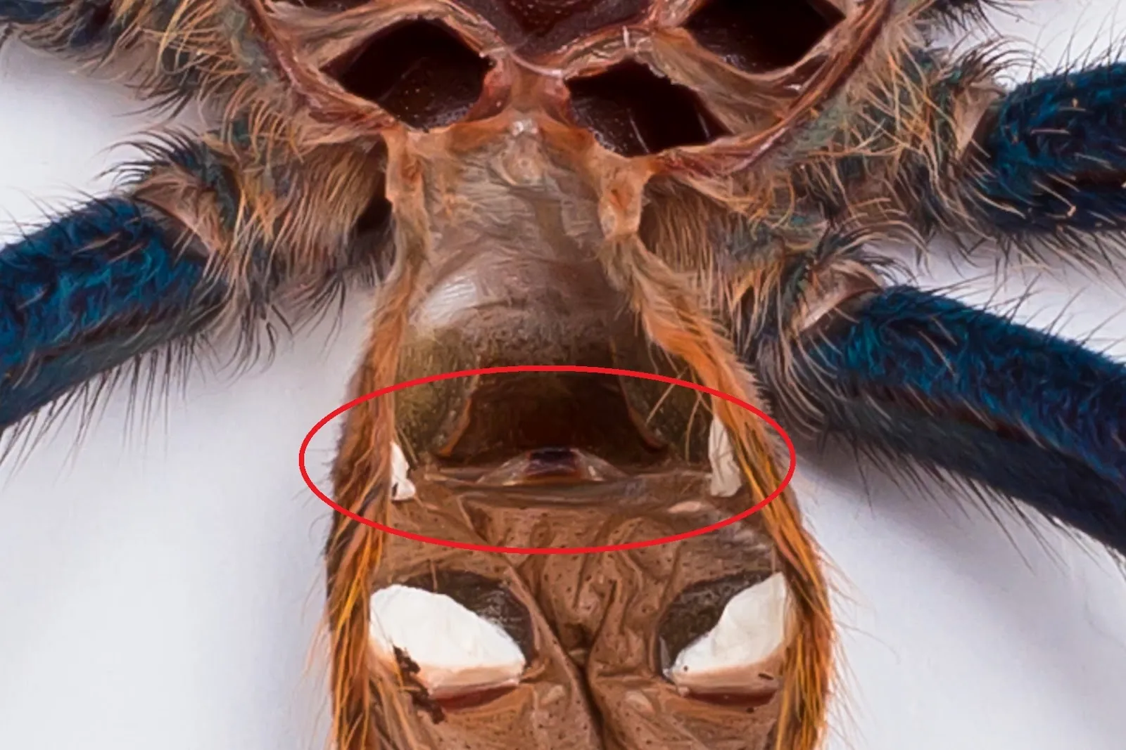 18952 tarantula exoskeleton