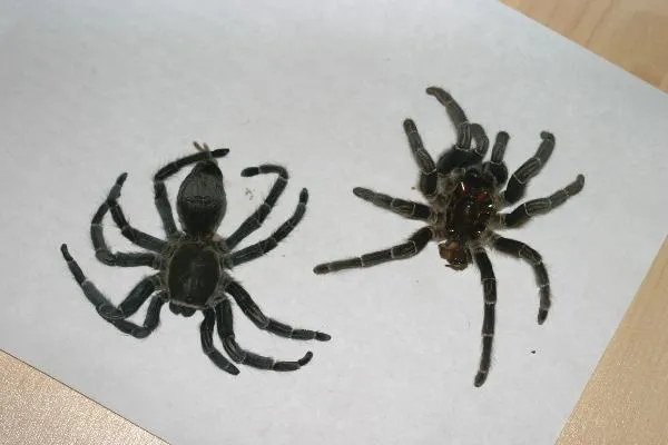 18952 tarantula feeding