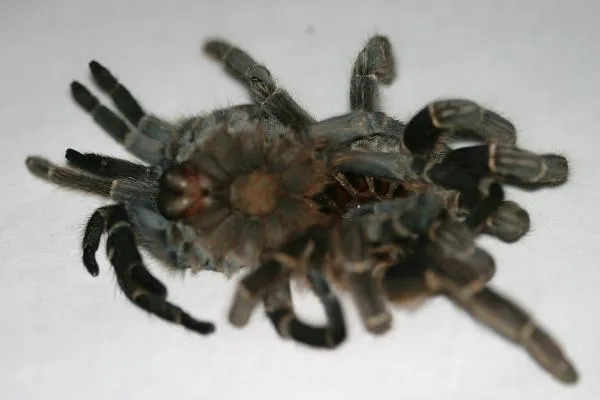 18952 tarantula stuck molt