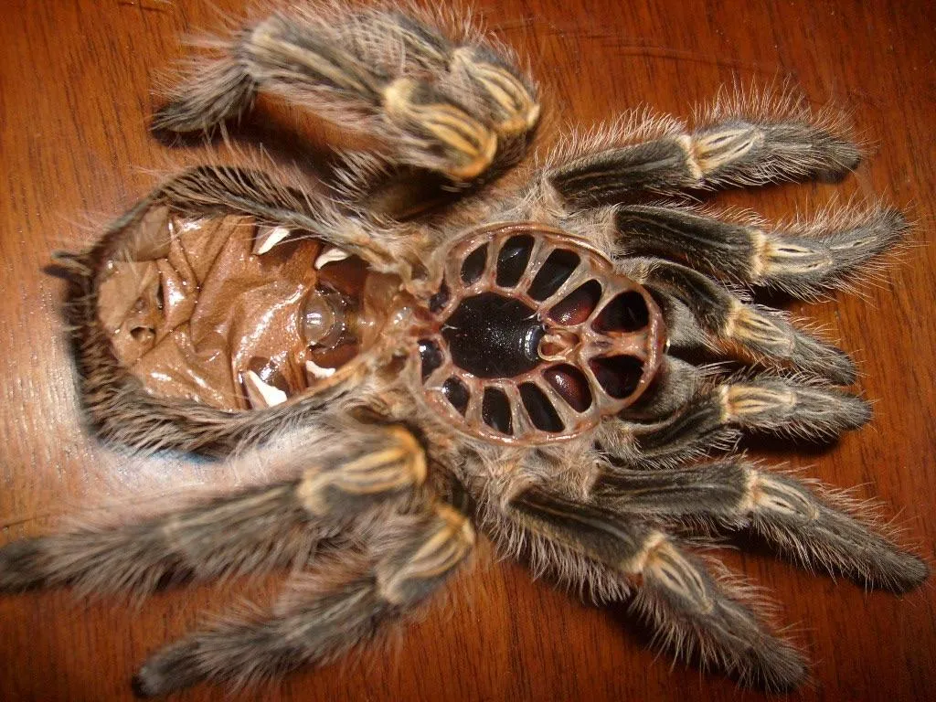 18952 tarantula substrate