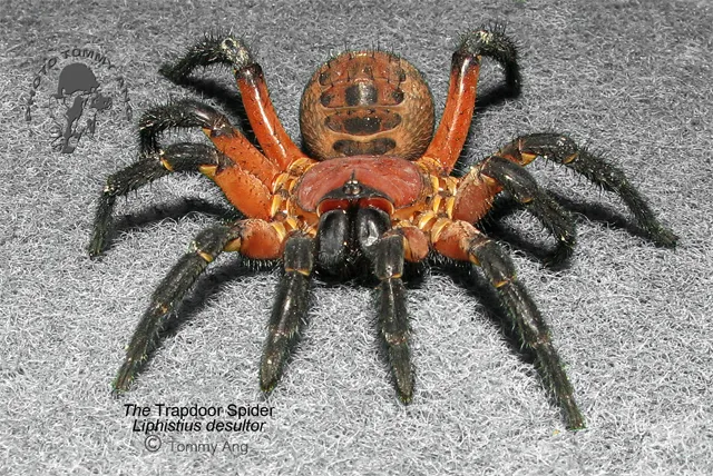 18953 tarantula tanaman 1