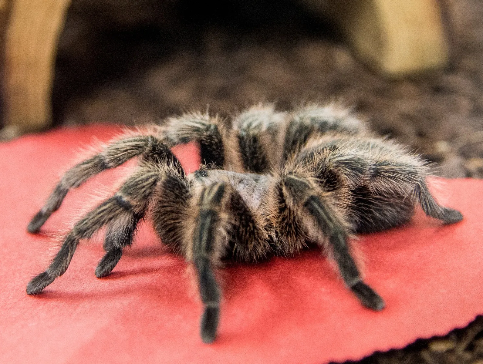 18953 tarantula tanaman 2