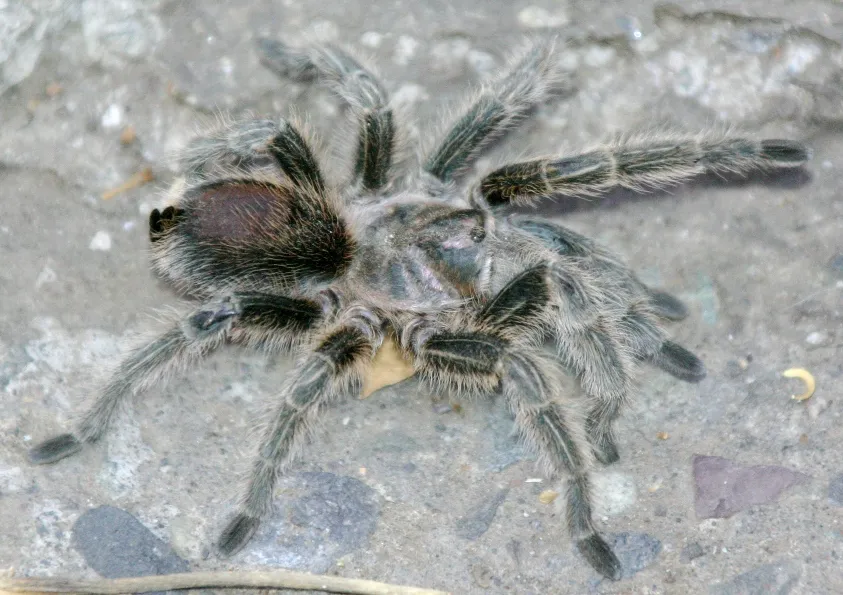 18953 tarantula tanaman 3