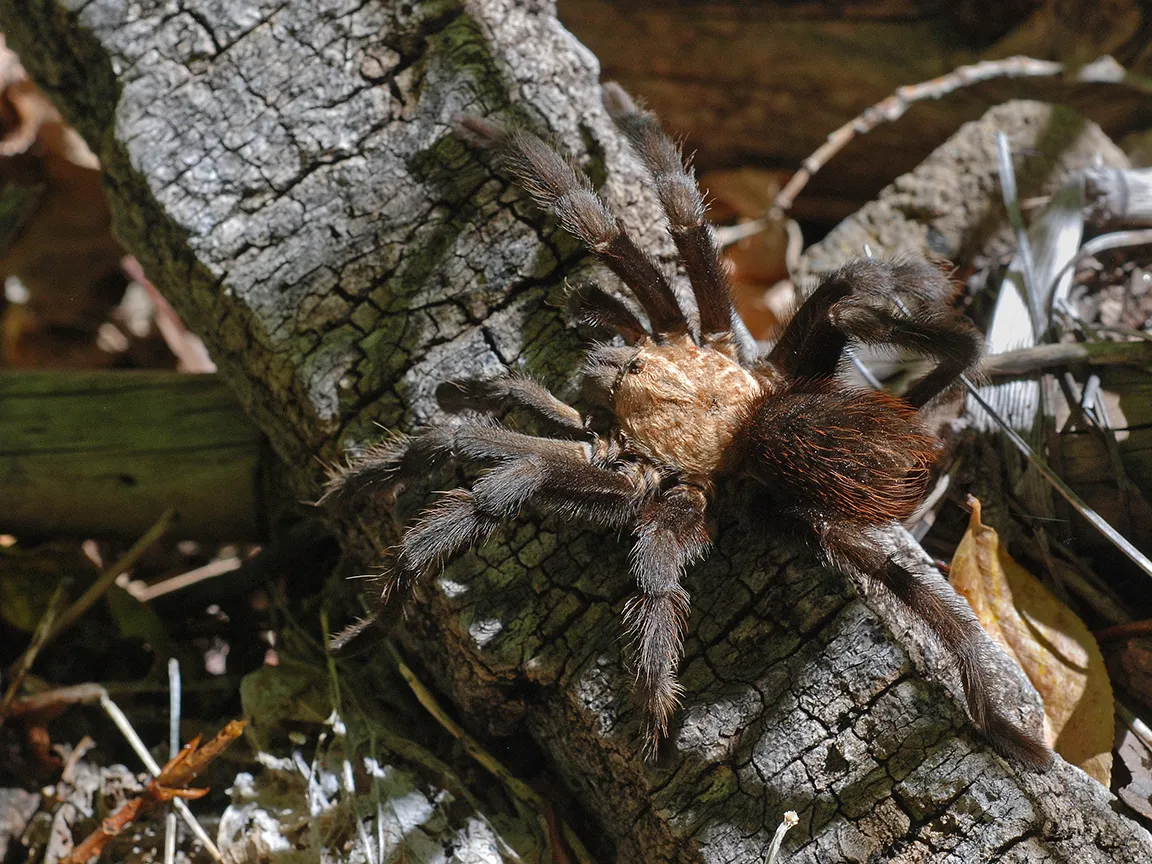 18953 tarantula tanaman 4