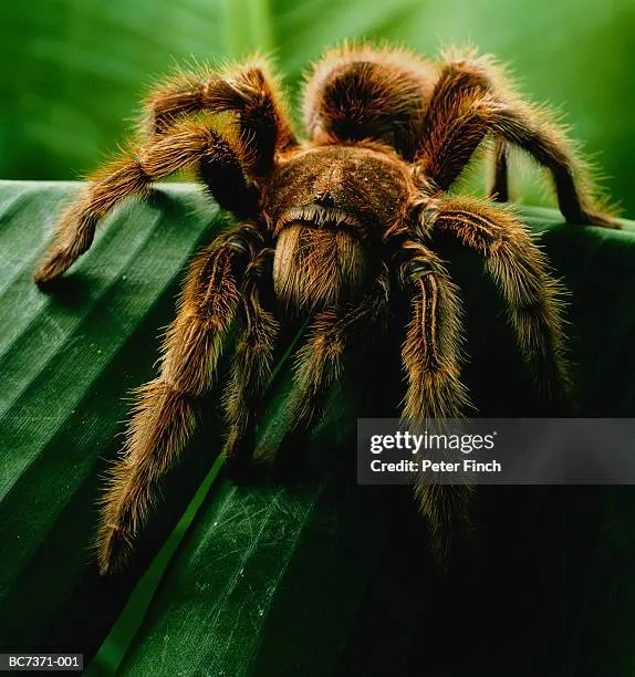 18953 tarantula tanaman 5