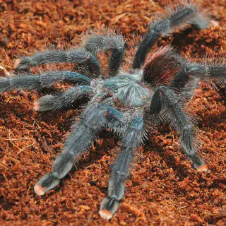 /img/18953-tarantula-tanaman-7.webp