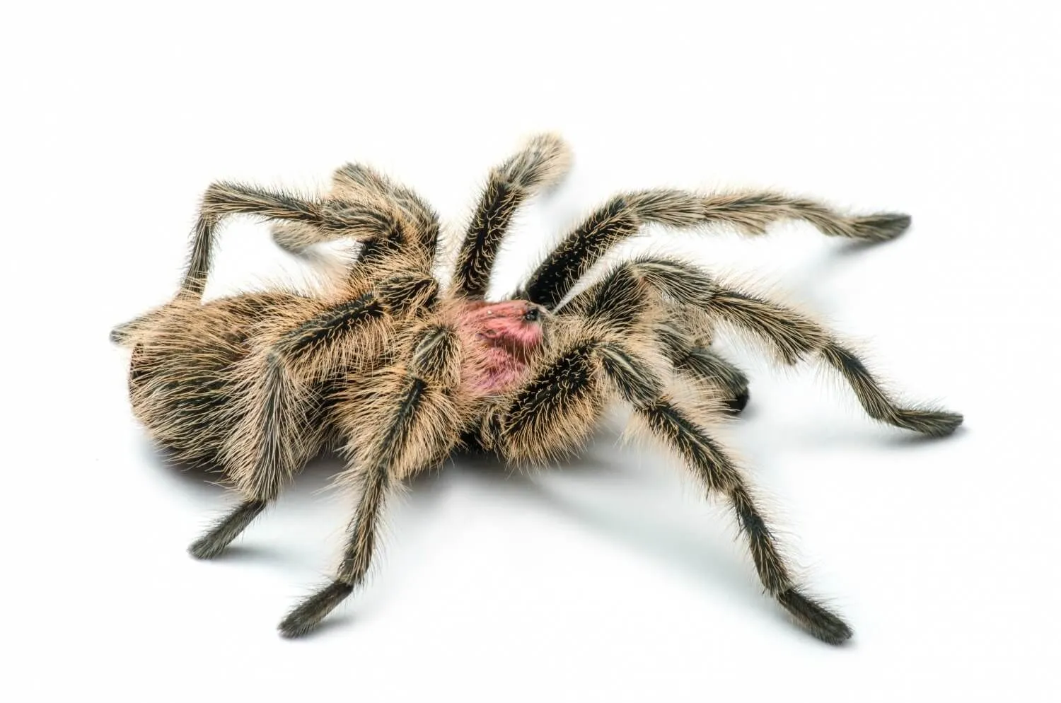18954 chilean rose tarantula buying