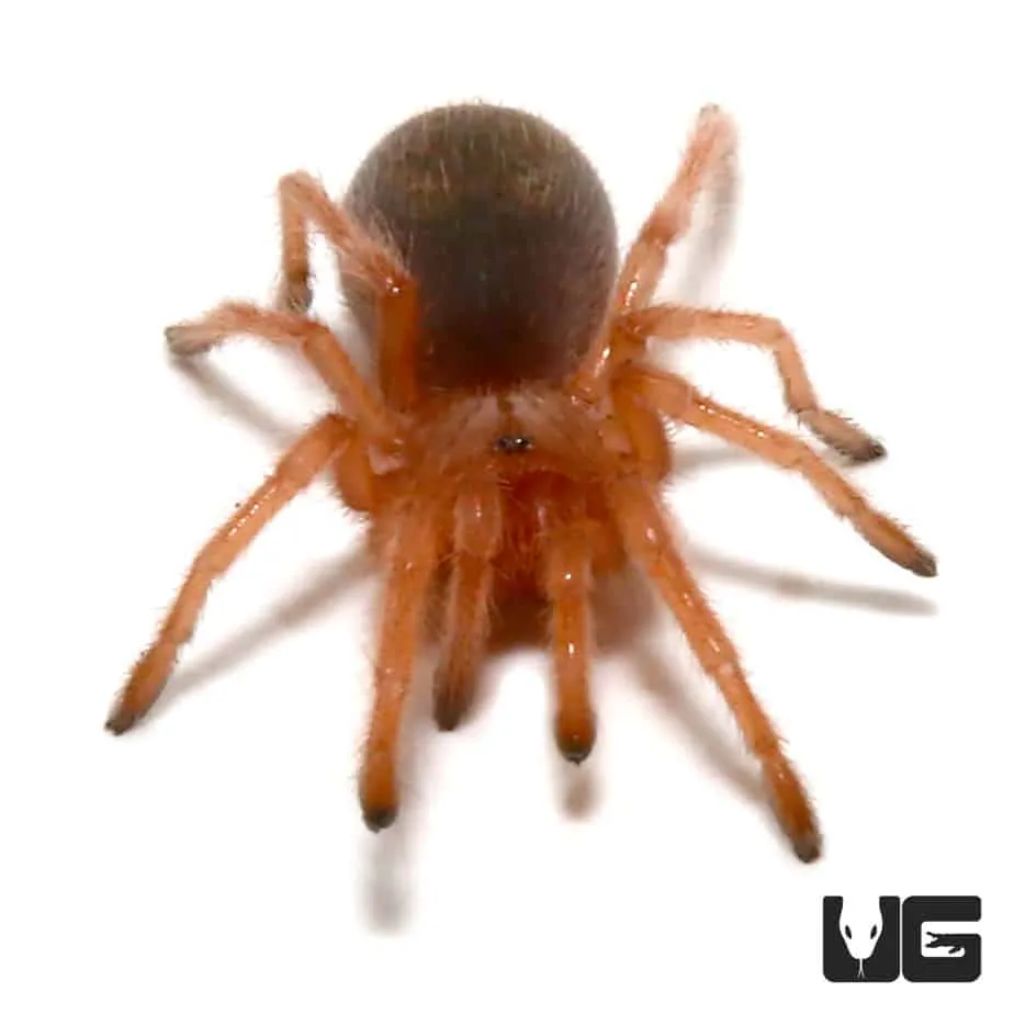 18954 chilean rose tarantula handling