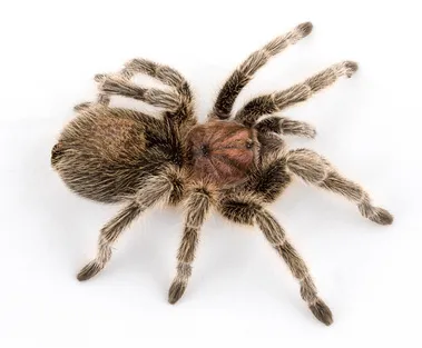 18954 tarantula enclosure