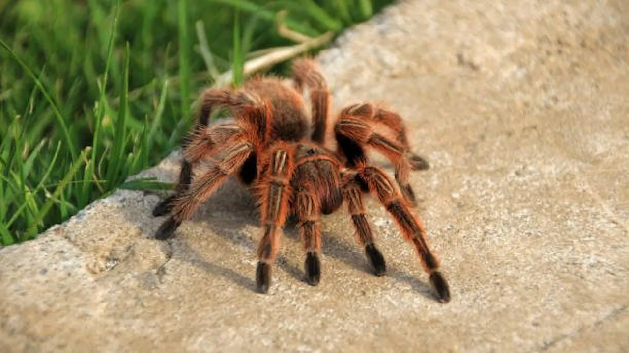 18954 tarantula molting