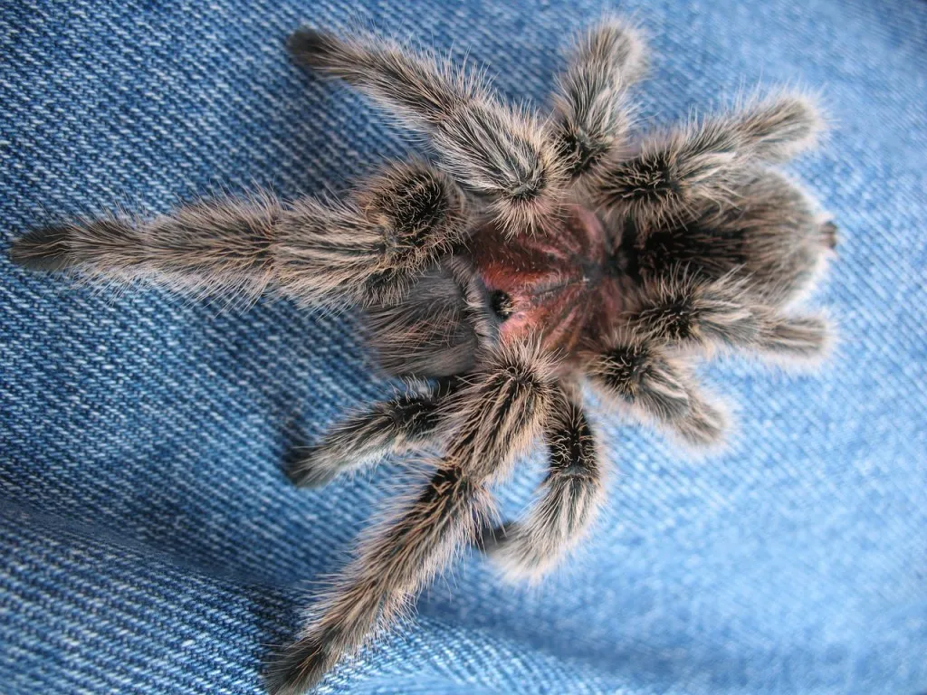 /img/18954-tarantula-water-dish.webp