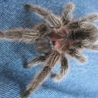 /img/18954-tarantula-water-dish.webp