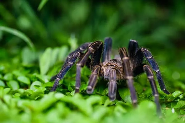 18955 arboreal tarantula
