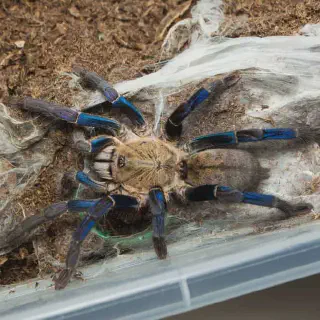 /img/18955-tarantula-captive-habitat.webp