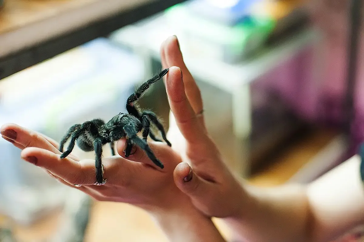 18959 choosing tarantula