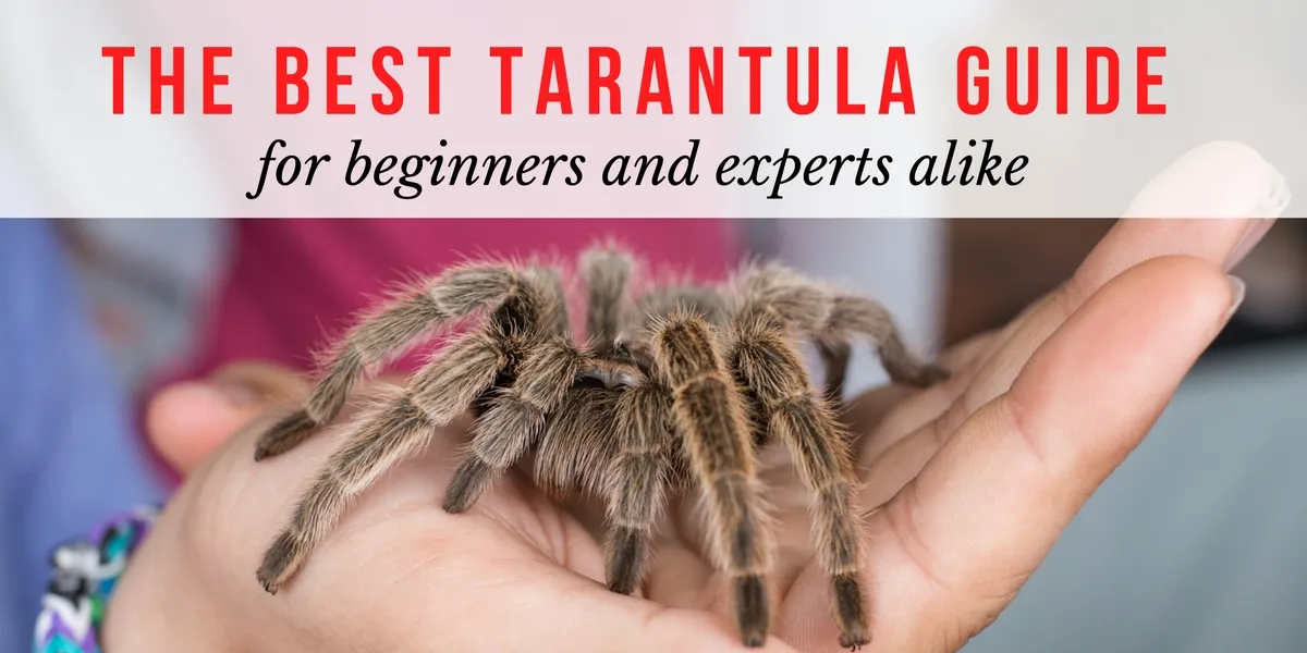 18959 tarantula feeding