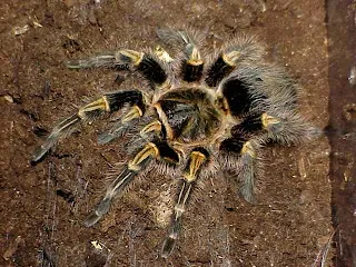 /img/18959-tarantula-habitat.webp