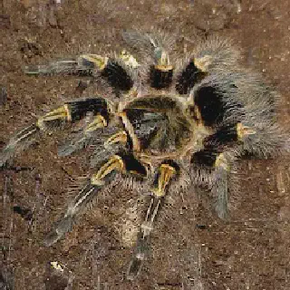 /img/18959-tarantula-habitat.webp