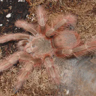 /img/18962-ontario-tarantula-conservation.webp