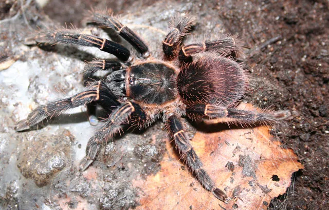 18962 ontario tarantula defense
