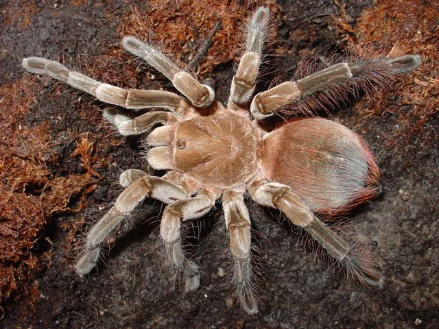 18962 ontario tarantula feeding