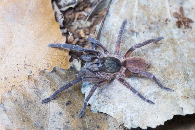 18962 ontario tarantula habitat
