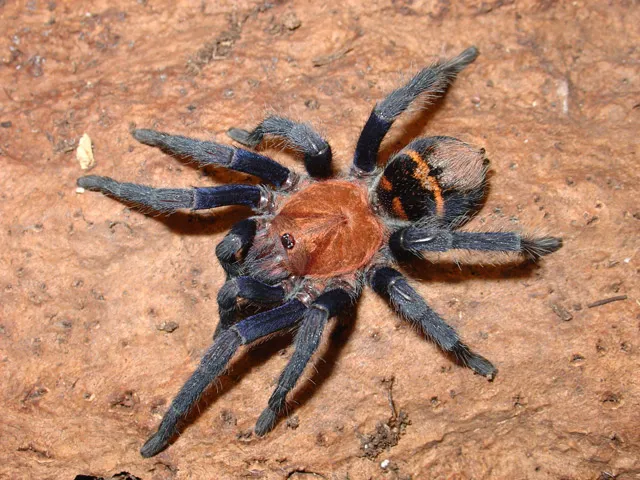 18962 ontario tarantula overview