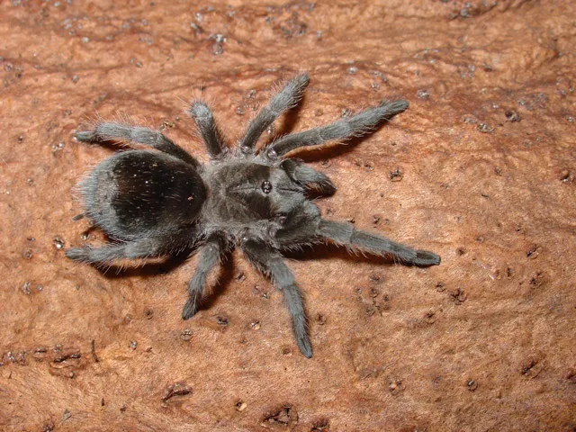 18962 tarantula care
