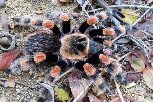 18962 tarantula size appearance