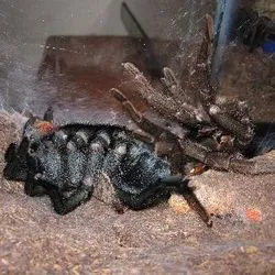 18966 healthy tarantula