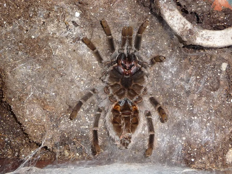 18966 molting tarantula position