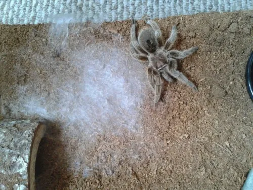 18966 newly molted tarantula