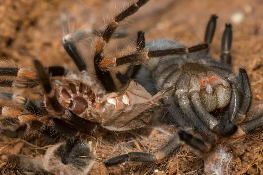 /img/18966-tarantula-feeding.webp