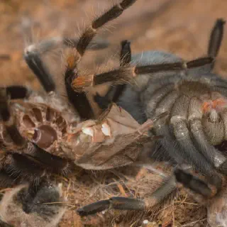 /img/18966-tarantula-feeding.webp