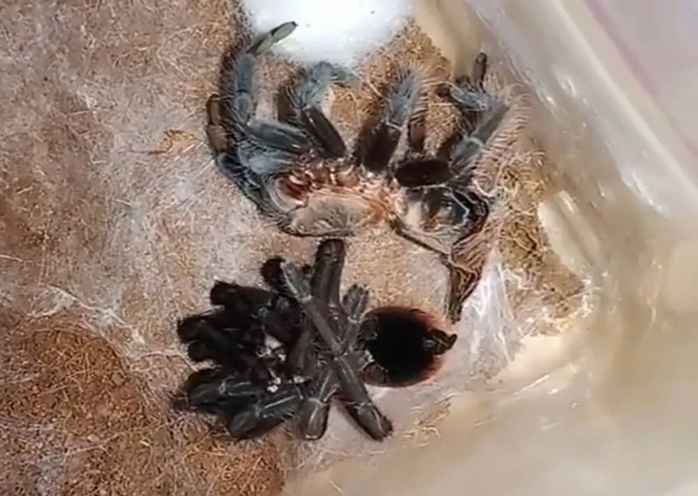 18966 tarantula hydration