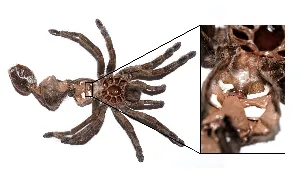 18966 tarantula molt removal