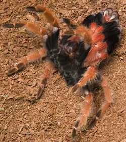 18966 tarantula molting
