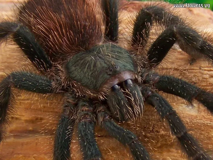 /img/18969-madeira-tarantula-feeding.webp